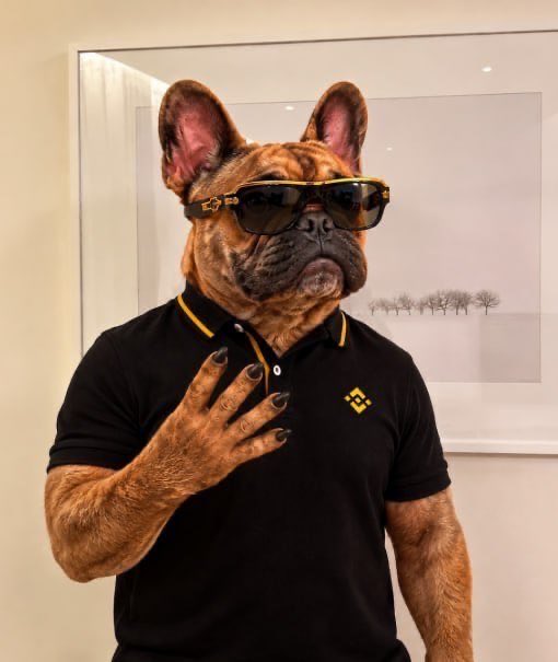 A digitally altered image shows a French Bulldog's head on a muscular human body wearing sunglasses and a black polo shirt with a yellow Binance logo, posing with one hand raised.