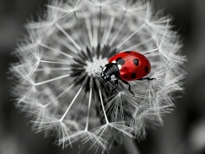 A close-up black-and-white photograph of a dandelion seed head with a single red ladybug resting on its delicate white filaments, the only color in the image.