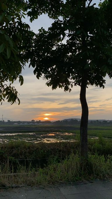 A scenic sunset viewed through the silhouette of tree branches, overlooking rural fields and distant hills.