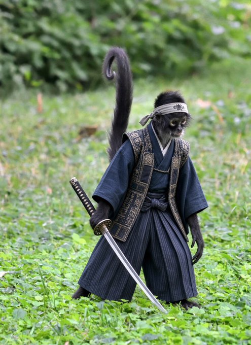 A black-furred monkey dressed in traditional samurai attire, including a dark blue kimono and a headband, holding a katana sword in a grassy outdoor setting.