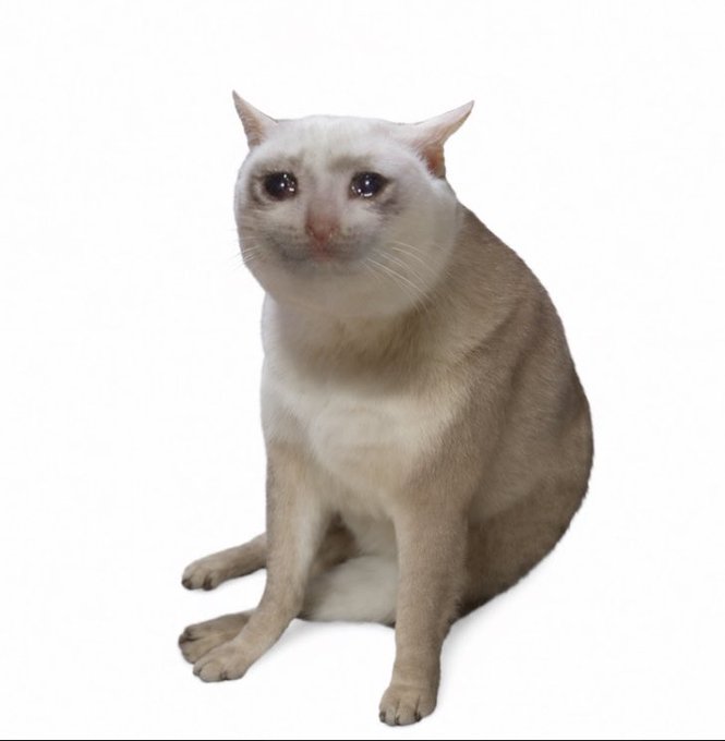 A cream-colored cat with a concerned or sad expression sitting against a white background, with wide eyes looking directly at the camera.