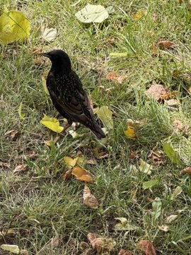 The image features a black bird standing on a grassy area with yellow leaves scattered around, possibly fallen from trees during autumn. The bird appears to be looking down at something below it or observing its surroundings. In the background of the photo, there is text that reads "Good morning! My morning walk today was wonderful! I wish everyone a great Friday #stepn". This post seems to be related to the bird's presence in the image and could possibly be about an interesting encounter with wildlife during a walk or outdoor activity on a Friday.