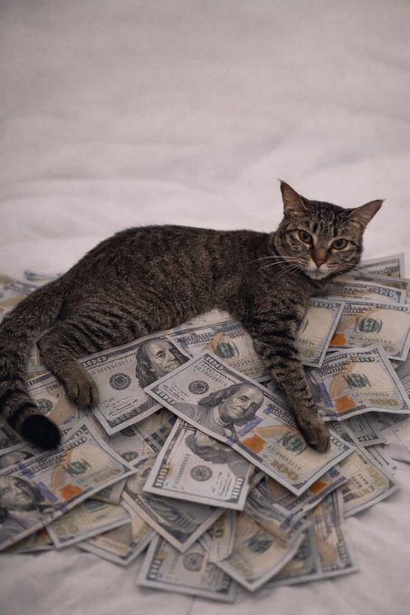 A tabby cat lies on a pile of US $100 bills spread across a white surface.
