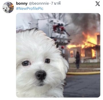 An X (Twitter) post by 'bonny' (@beonnie) with the hashtag '#NewProfilePic', featuring a close-up of a white fluffy dog with a burning house and fire truck in the background.