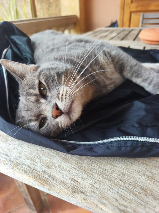 A gray tabby cat lies lazily on its side inside an unzipped navy blue bag, resting on a weathered wooden table with a relaxed, sleepy expression.