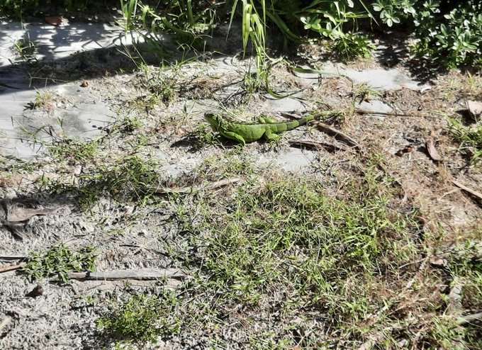 A green iguana rests on sandy ground surrounded by sparse grass and dirt.
