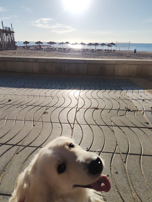 A golden retriever smiles at the camera on a tiled promenade, with a beach featuring rows of umbrellas and the ocean in the background.