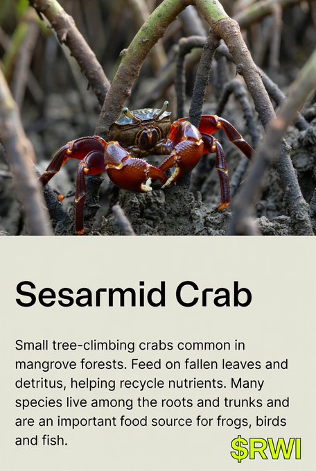 An informational card featuring a photograph of a red and purple Sesarmid Crab among mangrove roots. The text reads 'Sesarmid Crab: Small tree-climbing crabs common in mangrove forests. Feed on fallen leaves and detritus, helping recycle nutrients. Many species live among the roots and trunks and are an important food source for frogs, birds and fish.' It includes the logo '$RWI'.