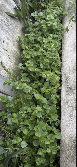 An overhead view of green leafy plants, likely mint, growing densely between stone garden borders.