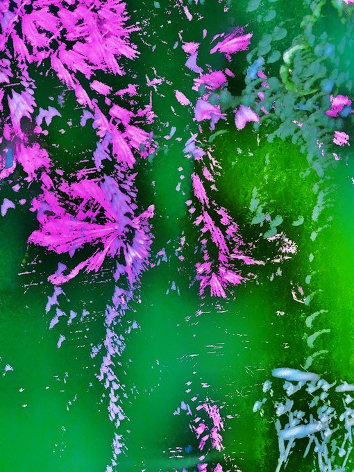 An abstract, high-contrast image featuring vibrant magenta and pink flowers or foliage against a bright green background.