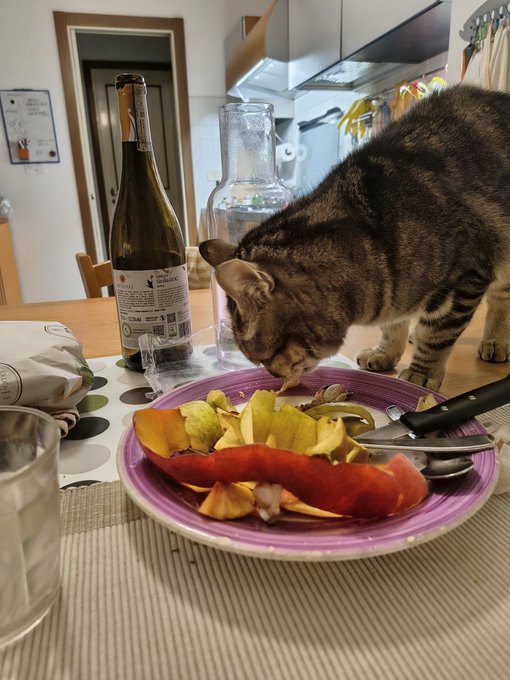 A tabby cat sniffing a purple plate of fruit peels and apple slices on a kitchen table, with a wine bottle and glass in the background.