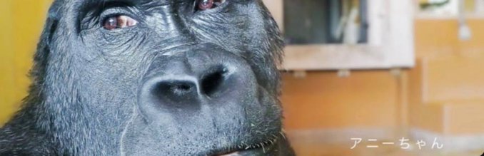 The image features a close-up of a gorilla's face with its mouth open, looking at something off camera. The gorilla appears to be staring into the distance or observing an object that has caught its attention. The background of the image is blurred, making it difficult to determine what exactly is in focus. However, there are some words written on the image, which seem to be Japanese and read "Annie is the sister of Kiyomasa which is at 1.4mill and she is alongside her brother going extremely viral from their family yet we havnt ran the sister Mom - Ai, Dad - Shabani, olderbrother - Kiyomasa."