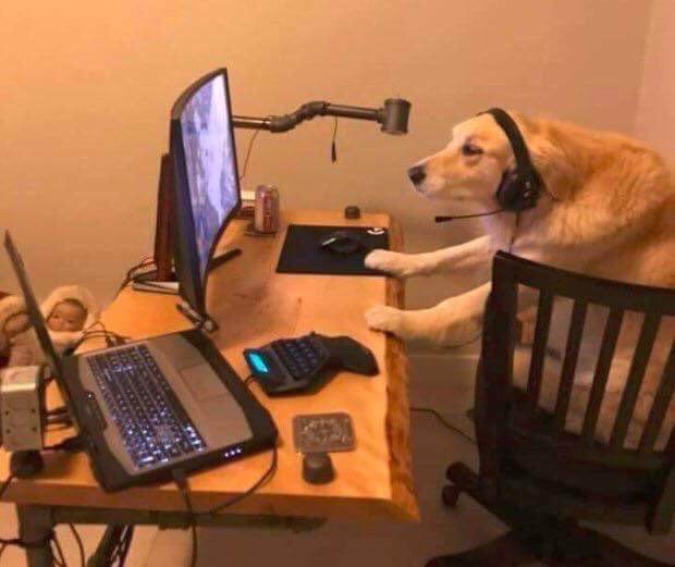 A golden retriever wearing headphones sits at a wooden desk with a laptop, monitor, keyboard, and gaming mouse, appearing to work or play at the computer.