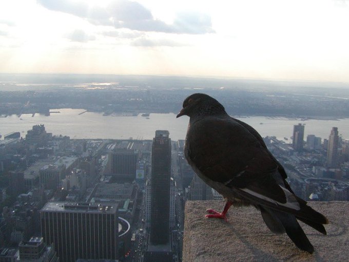 A dark pigeon perched on a ledge overlooking a sprawling cityscape with a river and bridges visible in the distance under a hazy sky.