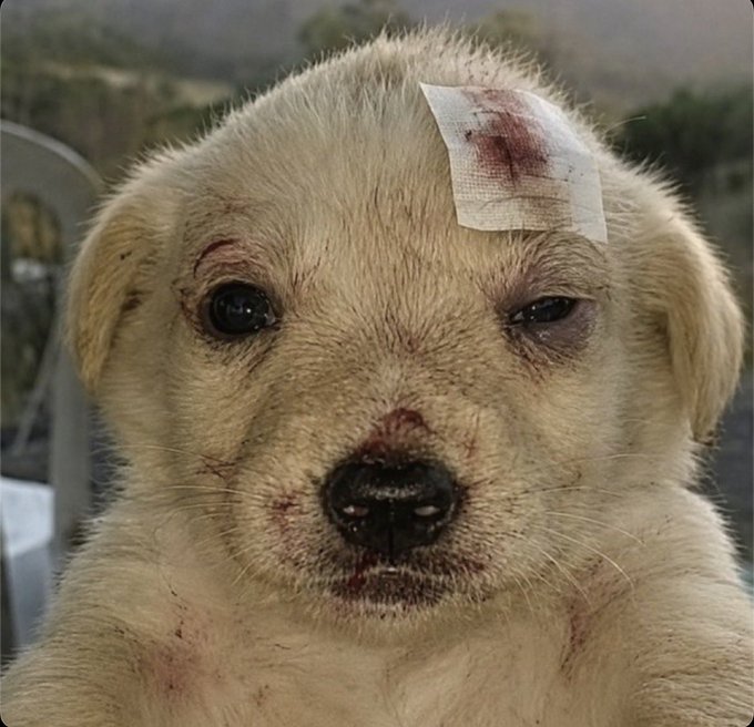 A close-up shows an injured cream-colored puppy with a blood-stained bandage on its head and cuts around its eyes and muzzle. The image embodies the post's message of resilience, visually representing the ongoing fight referenced in "Still here. Still fighting. Still $Jotchua."