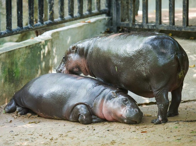 The image shows two hippos lying down next to each other on a dirt ground within an enclosure at a zoo or wildlife park. The first hippo is positioned closer to the left side of the frame, while the second one is located more towards the right side. Both animals appear to be resting and enjoying their time together in the enclosure.