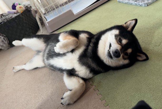 A Shiba Inu lies on its back in a playful, relaxed pose on a green foam mat, showing off its black, white, and tan fur while gazing at the camera.