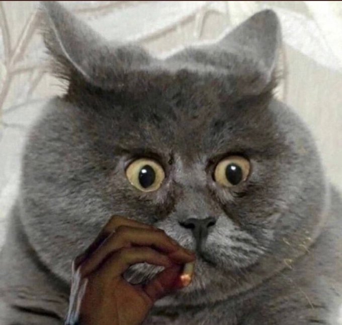 A close-up of a wide-eyed gray cat looking startled, with a dark hand making an 'OK' gesture positioned near its face.