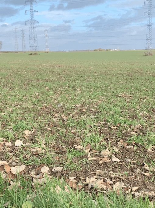 A grassy agricultural field with scattered dry leaves on the ground, with electrical transmission towers visible in the distance under a partly cloudy sky.