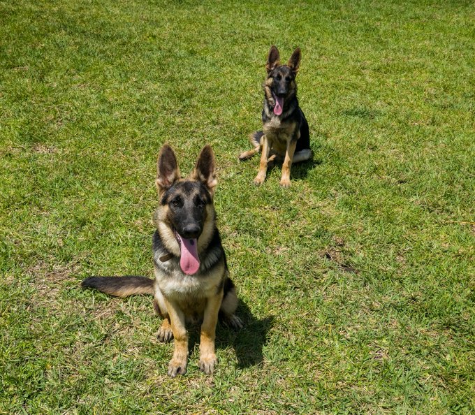Two German Shepherd dogs sit attentively on a green grassy field, both panting with their tongues out, with one in the foreground and another positioned slightly behind.