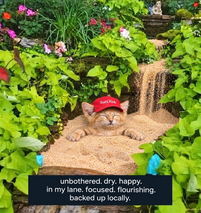 A smiling orange tabby cat wearing a red 'SanDisk' cap is buried in sand with a caption reading 'unbothered. dry. happy. in my lane. focused. flourishing. backed up locally.'