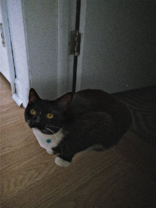 A black and white tuxedo cat with bright yellow eyes and a blue collar tag sits on a wooden floor, looking up at the camera.