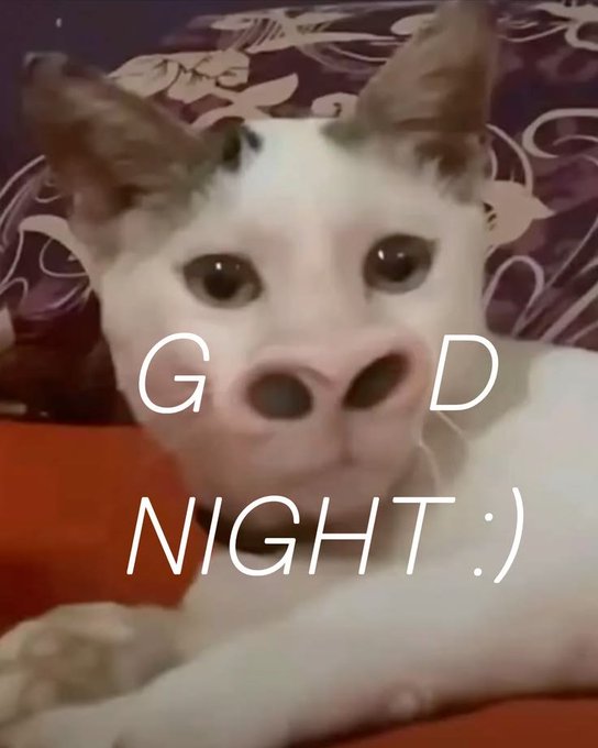 A close-up photo of a white cat with brown markings on its head and ears, with the text 'G D NIGHT :)' overlaid in white letters.