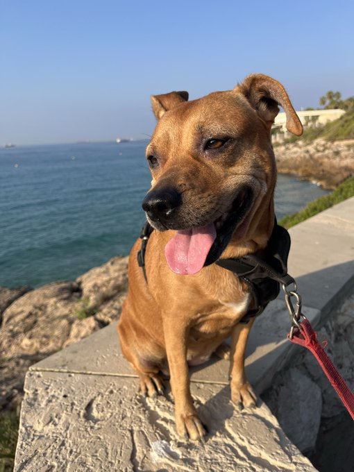 A photograph of a happy brown mixed-breed dog with its tongue out, wearing a black harness and red leash, sitting on a stone ledge with the ocean and a rocky coastline visible in the background.