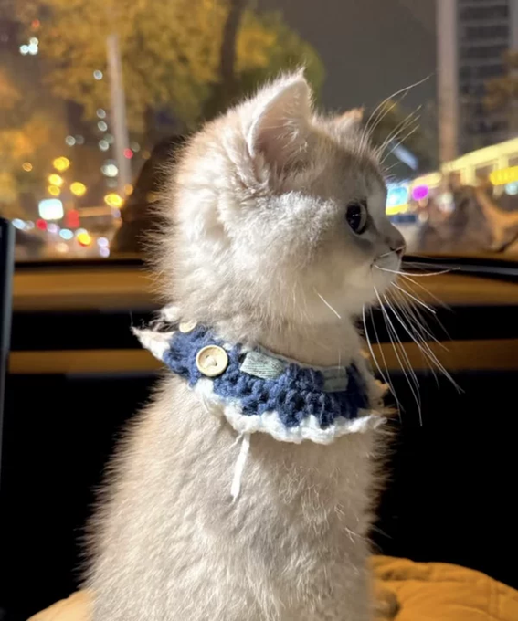 A fluffy white kitten wearing a blue and white knitted collar with a wooden button, gazing out a window at a nighttime city street scene with blurred lights.