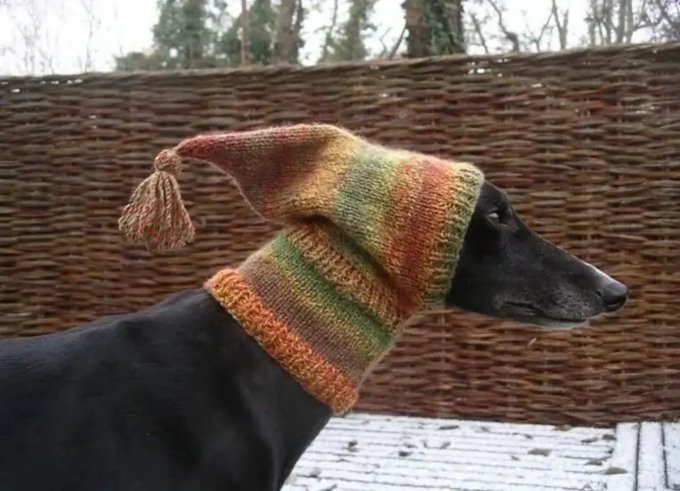 A slender black dog, likely a greyhound or whippet, wears a colorful striped knitted hat with a pointed tip and tassel, posed in profile against a woven wicker fence.