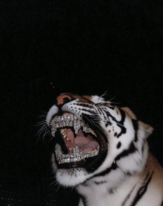 The image features a tiger with its mouth open, revealing its teeth. The tiger's eyes are closed, giving an impression of relaxation or sleepiness. The background appears to be black, which contrasts with the white fur of the tiger. The caption on the image reads "$INJ +120% No clout. No bullshit. Just ALPHA". This suggests that the image is related to a post about a tiger's eyes closed and teeth showing, possibly discussing the tiger's relaxed or sleepy state.