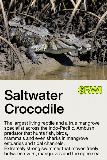 An informational graphic about the Saltwater Crocodile, labeling it the 'largest living reptile' and 'true mangrove specialist across the Indo-Pacific,' featuring an '$RWI' token tag.