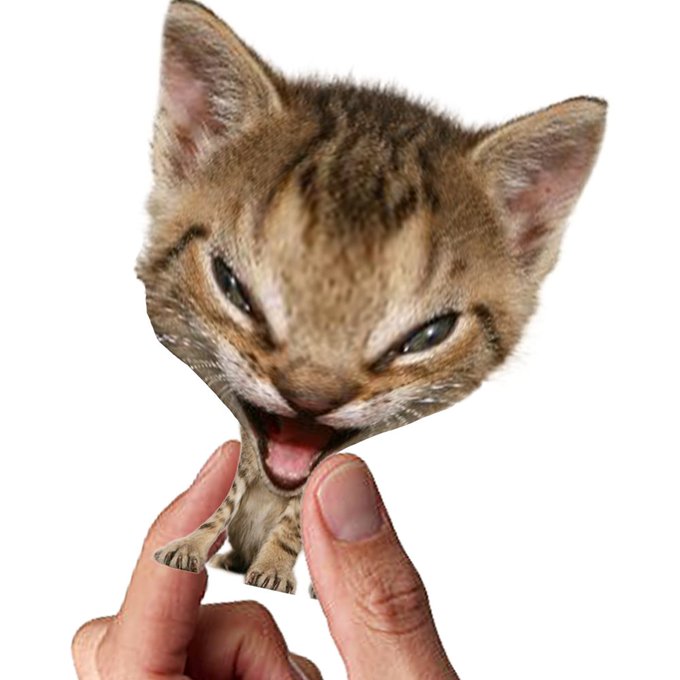 A humorous image showing a person's fingers pulling open the mouth of a wide-eyed tabby kitten, distorting the cat's face against a white background.