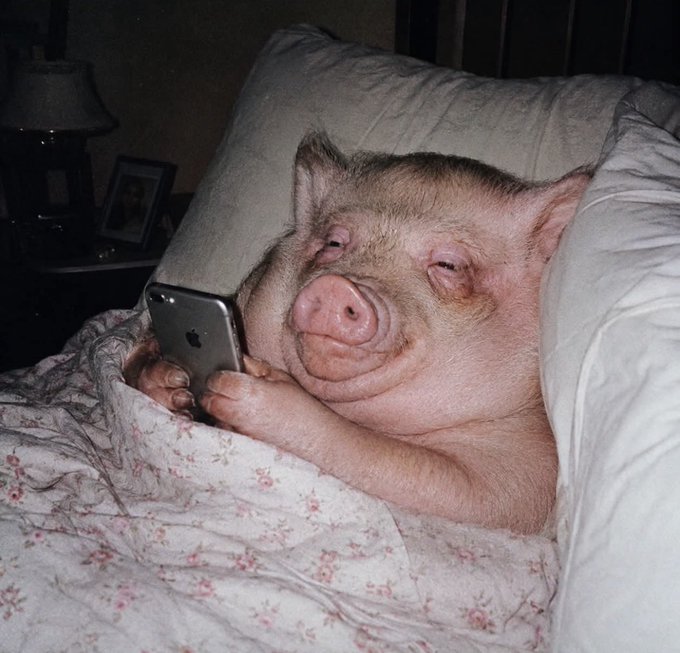 A humorous photo of a pig lying in a bed with a floral pillow, propped up against pillows and looking at a smartphone held in its hoof, with a lamp and picture frame visible on a bedside table in the background.