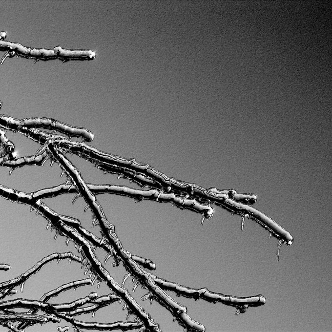 A black and white image showing bare tree branches covered in a layer of ice or frost against a gray background.