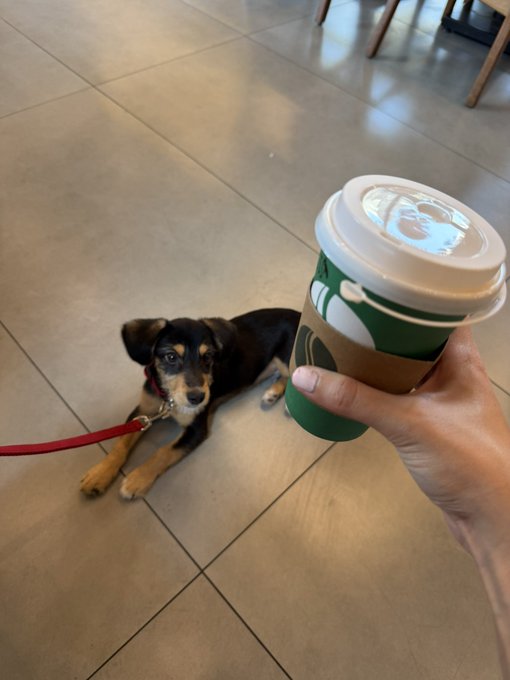 A person's hand holding a Starbucks coffee cup in the foreground, with a small black and tan dog on a red leash lying on a tiled floor looking up expectantly.