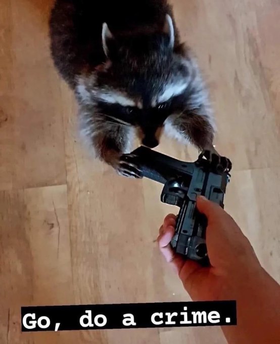 Humorous image of a raccoon holding a handgun being handed to it, with caption 'Go, do a crime.'
