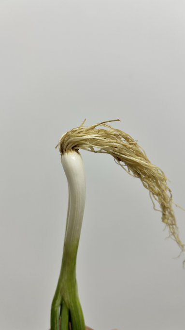 A wilted, drooping plant with dried, frayed roots symbolizes the decay that comes from holding on too long, mirroring the post's warning about fear, greed, and hesitation in trading that leads to losses instead of timely exits.