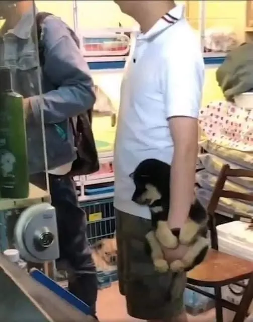 A person in a white polo shirt and camouflage shorts is secretly holding a small black and tan puppy tucked into the back of their shorts, with another small dog visible in the background of what appears to be a shop.