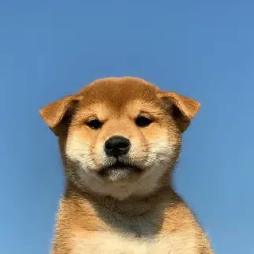 A close-up photograph of a Shiba Inu puppy's face against a clear blue sky, serving as the profile picture-style mascot for the $Dog (OG Dog on SOL) cryptocurrency meme token. The dog image visually represents the "OG Dog" branding and serves as the official mascot for the community, whose contract address (CA) is displayed in the accompanying promotional text.