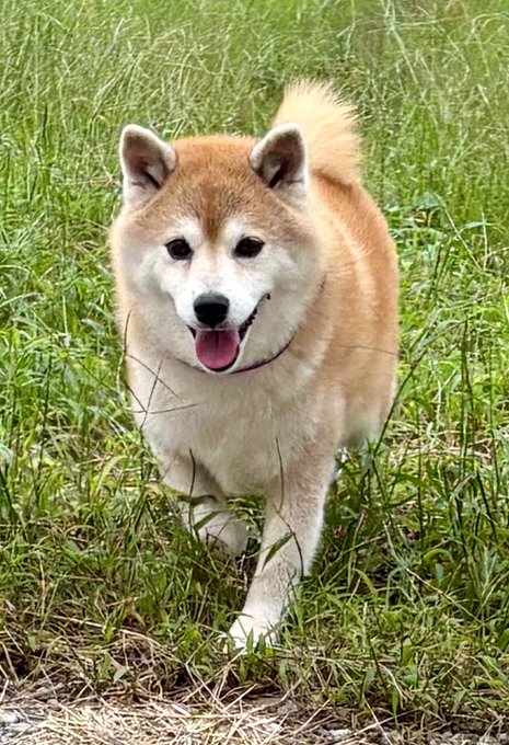 A smiling Shiba Inu walks through tall grass with its tongue out, perfectly capturing the cheerful energy of the "#ShibaInu" post welcoming the start of October.