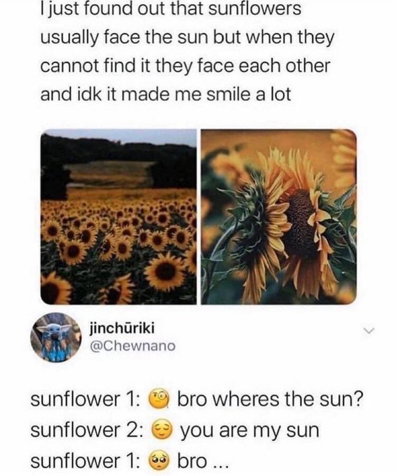 A tweet by @Chewnano (@jinchūriki) shares a wholesome fact about sunflowers, captioned "I just found out that sunflowers usually face the sun but when they cannot find it they face each other and idk it made me smile a lot," followed by a sweet exchange between two sunflowers: "sunflower 1: 🙄 bro wheres the sun? sunflower 2: 🥺 you are my sun sunflower 1: 🥺 bro..." The heartwarming message of finding connection and comfort in others parallels the "famitree" community spirit referenced in the post, emphasizing love and friendship.