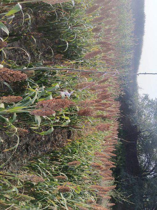 A field of mature sorghum plants with reddish-brown seed heads and green leaves grows in a row, set against a backdrop of trees and a bright sky.