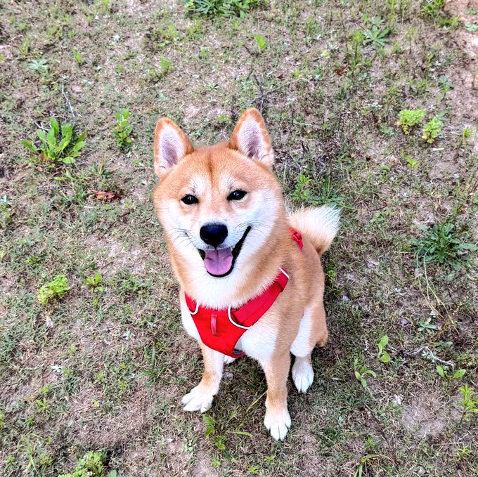 The image features a dog sitting on the ground, wearing an orange harness with a red tag around its neck. The dog appears happy and content as it gazes directly into the camera, giving off a friendly vibe. The background consists of dirt patches interspersed with plants or grasses, creating a natural setting for this heartwarming scene.