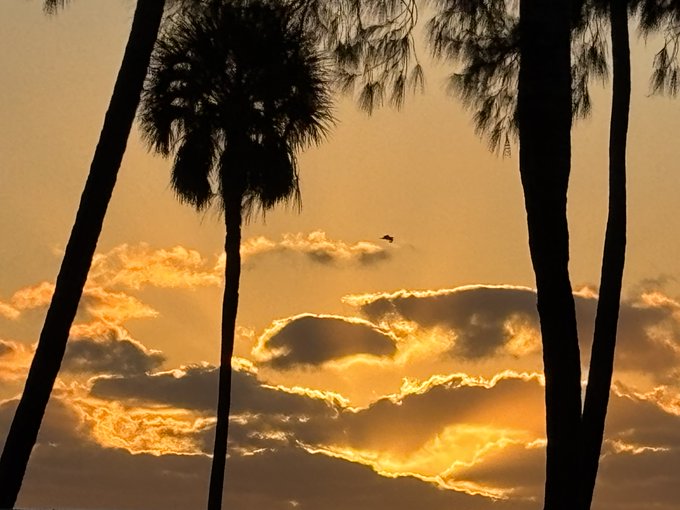 Silhouetted palm trees stand against a dramatic golden sunset sky filled with glowing clouds, with a small bird flying in the distance.