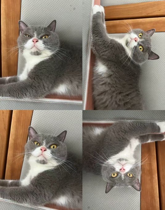 A four-panel collage of a gray and white cat striking various dramatic and lounging poses on what appears to be an outdoor chair.