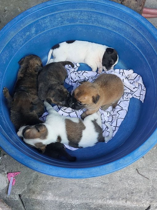 Several small puppies of various colors—brown, black, and white—sleep huddled together in a large blue plastic bucket lined with a patterned cloth.