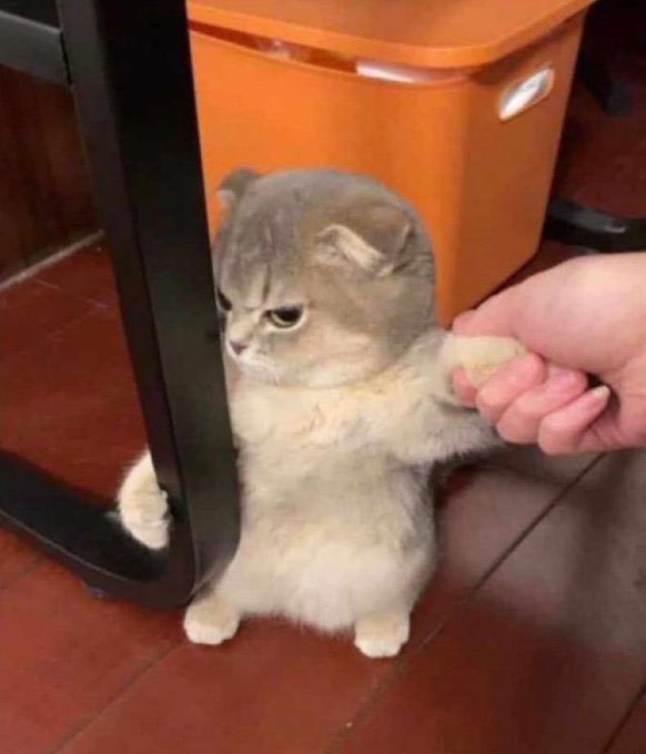 A fluffy gray and white cat stands upright on its hind legs next to an orange trash can, holding a person's outstretched hand while giving them a serious, grumpy look.