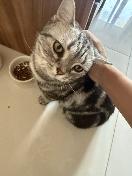 A silver tabby cat tilts its head curiously while being petted, with a bowl of kibble beside it. The image mirrors the post's "no desire to trade" sentiment by capturing a relaxed, carefree moment — a gentle contrast to the financial focus of crypto market positions.