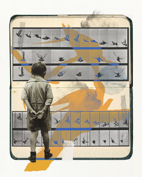 An artistic collage showing a young boy standing with his hands behind his back, looking at a grid of bird flight images overlaid with an orange abstract shape.